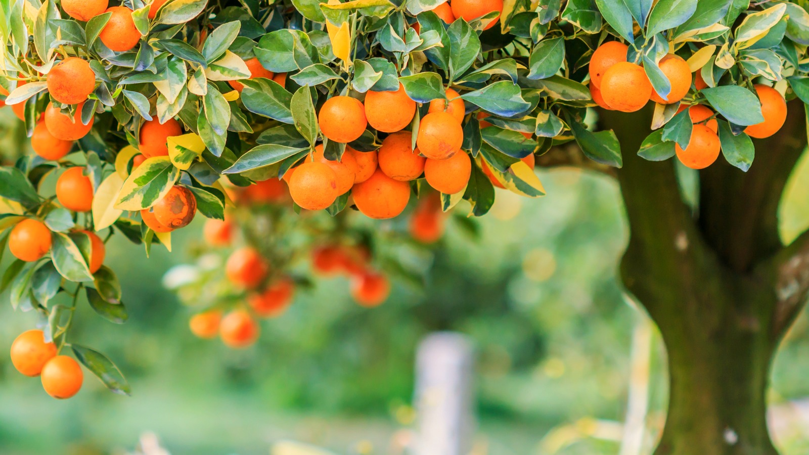 What Is the Best Time of the Year to Prune Citrus Trees 2024 Guide
